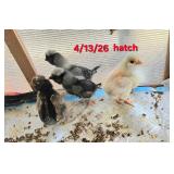 4 Polish chicks. Hatch date 4/13/26
