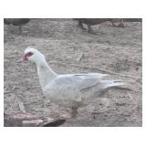 Platinum Silver Muscovy Hen