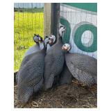 Guinea trio 1 male lavender 2 female grey laying