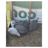 Guinea trio 1 male lavender 2 female grey laying