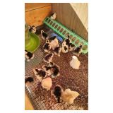 Mottled cochin bantam chicks