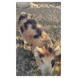 Kune kune x pot bellyï¿½boar pig
