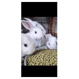 1-Blue eyed white lop buck. 1 year old
