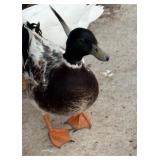 Call duck drake gray mallard. Nice small duck