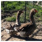 Pair of grey dewlap Toulouse geese