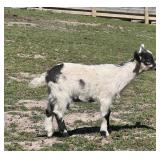 Very flashy black and white, Nigerian dwarf Billy
