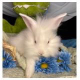 8 week old lionhead buck