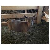Very small Nigerian Dwarf nanny. Bred