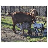 Boer X doe  DOB March 2023 Twin boys dob 3/30/26