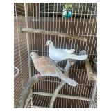 Breeding Pair of ring neck doves and cage