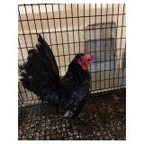 Serama rooster. Just turned 1 yr old