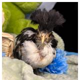 6 week old tolbunt polish cockerel