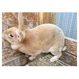 Pedigree Rex female. Born November 7th