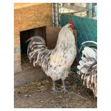 Easter egger rooster- 1 and half year old,