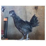 Young pair or creasted bantams