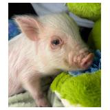 10 week old male 1/2 pot belly 1/2 Juliana