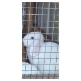 Lop cross does- 2x- 1yr old,