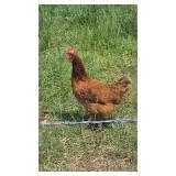 5-Red laying hens 14 months old