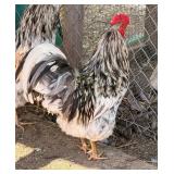Easter egger rooster- 1 and half year old,