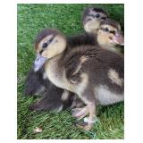 3 Grey Baby Call Ducks