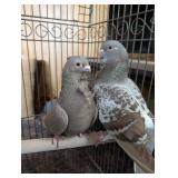 Valencia's Figurita pigeons, Breeding pair
