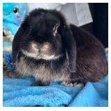 Pedigreed Black Otter Holland Lop buck