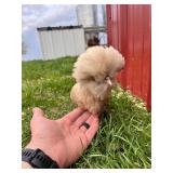 Crested Polish, 3 months old, very full head.