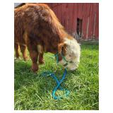 ï¿½Chipï¿½ Mini Highland/Mini Hereford bull cross