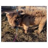 Mid size Dun Highlander bull