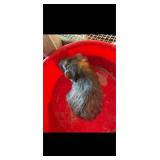 Guinea Pig Believed to be a female, less than 1