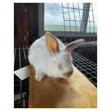 Mini Rex/Lion head Cross Bunny Unsexed