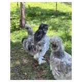 Trio Splash Silkies 2025 hatch