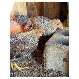 Two olive egger roosters. 3 months old. No reserve
