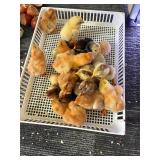 5 Indio Gigante chicks, parents pictured