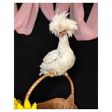 Polish hen laying gentle