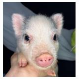 Sparky 10 week old male 1/2 pot belly 1/2 Juliana