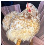 6 month old calico bantam Cochin pullet Laying