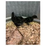Ayam Cemani chicks x3. Straight run