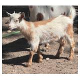 Flashy Nigerian Dwarf Nanny Goat!