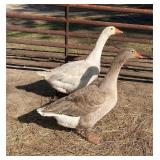 Pair of pilgrim geese