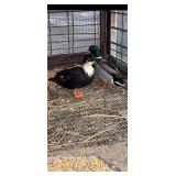 Call Duck Pair- Hen has been laying