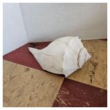 Whelk Shell