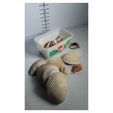 Home decor seashells
