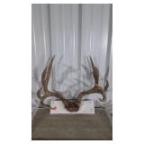Antliers, big game set here, 12 point Elk Deer