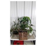 Live House Plants Group. Three in pottery