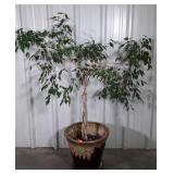 Home Decor Live Tree in big pottery planter on