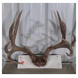 Antlers, big game set here, 12 point Elk Deer
