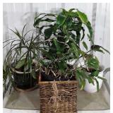 Live House Plants Group. Three in pottery