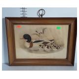 Duck print "Tadorna Vulpanser", framed - 27 x 20