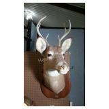 Wall mount, taxidermy deer.